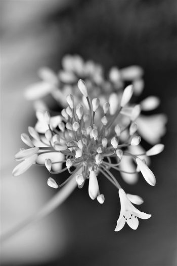 black-and-white, beautiful flowers, flower, blossom, bloom, flower background, nature, white, plant, flower wallpaper, black and white photo, black and white recording, close up, ornamental lily, white flowers